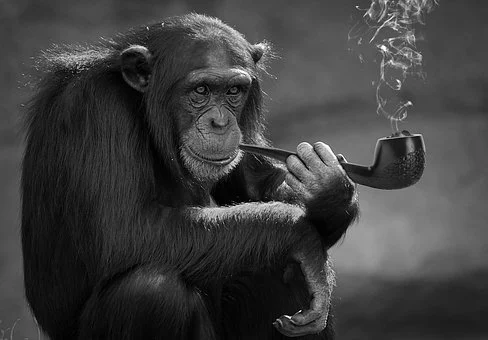 침팬지가 담배를 피우고 있는 사진