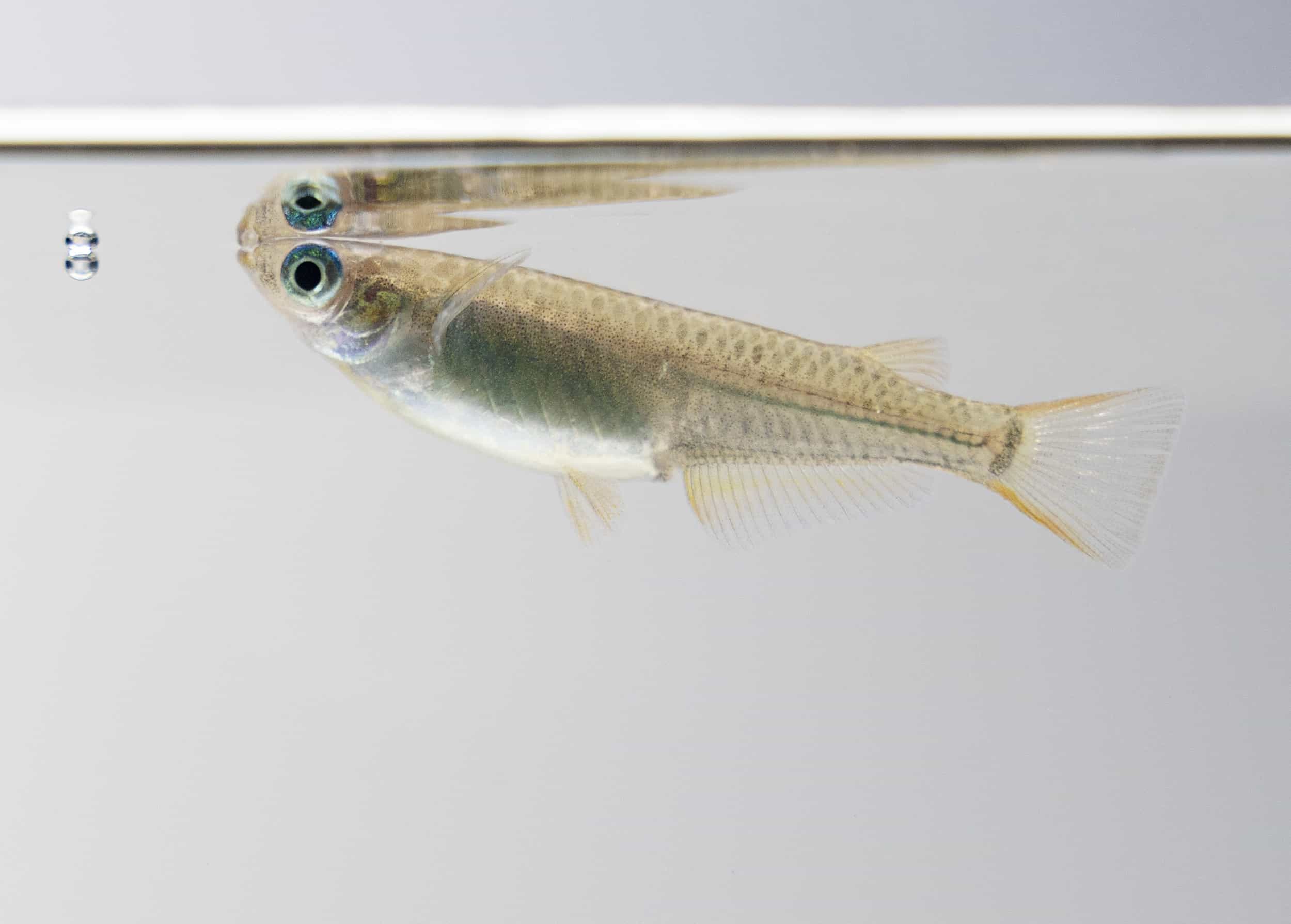 Japanese Rice Fish