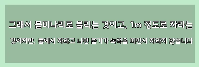  그래서 물미나리로 불리는 것이고, 1m 정도로 자라는 것이지만, 물에서 자라고 나면 줄기가 녹색을 띠면서 자라지 않습니다