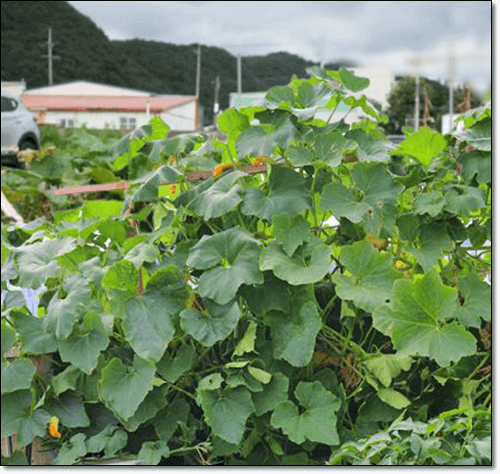 호박잎 재배