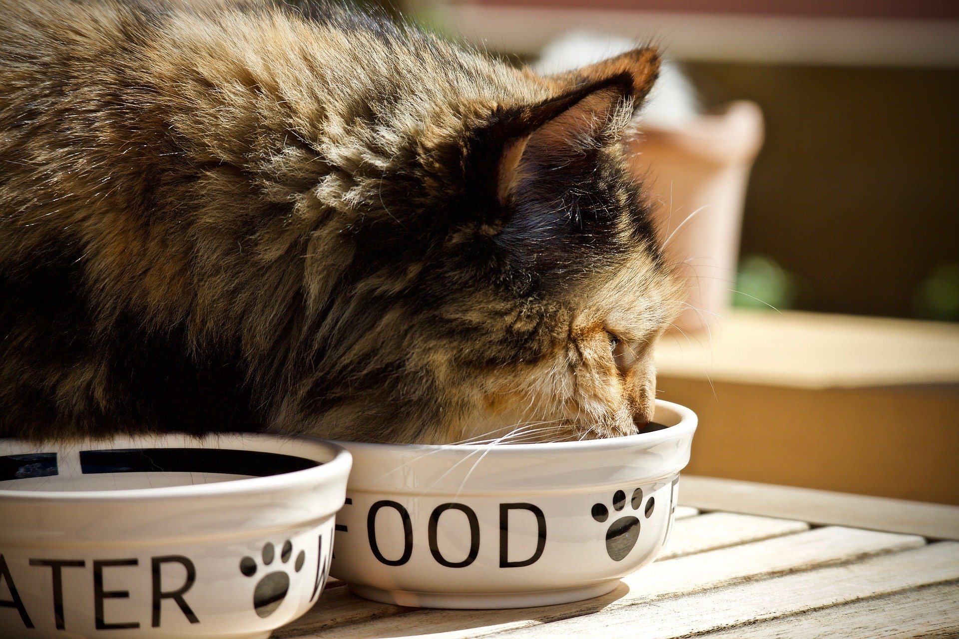 고양이 사료량 알아보기 - 사료 급여량 조절 방법 / 급여량 계산기