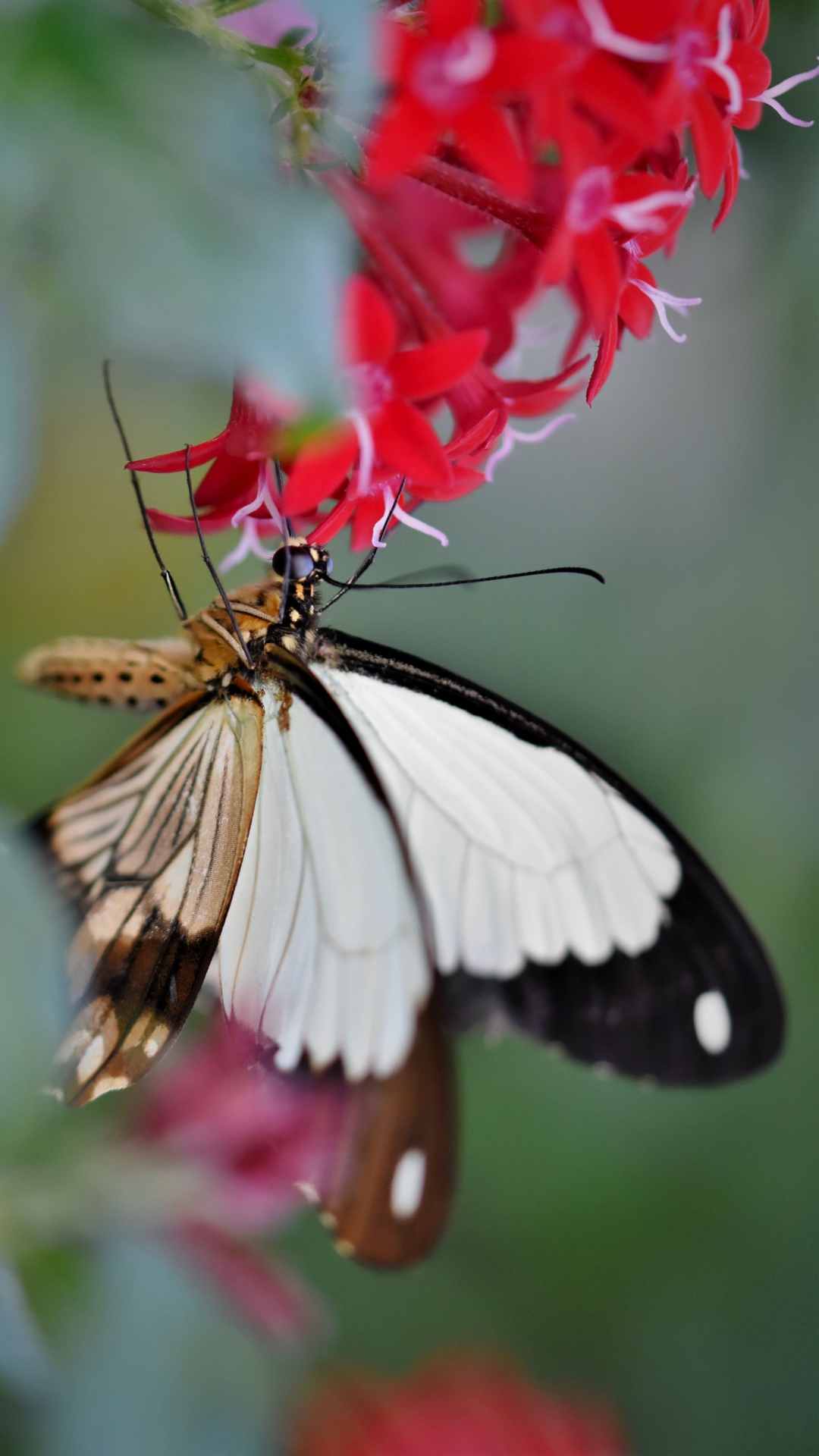 Butterfly Animal iPhone Wallpaper