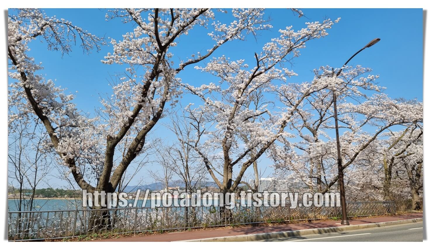 경주 벚꽃