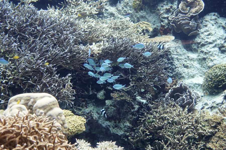 오키나와 츄라우미 수족관 해양생물들