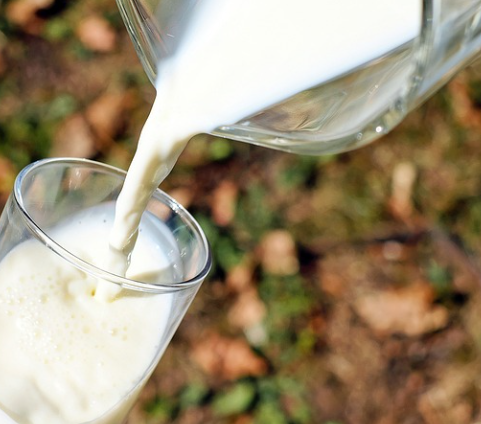 단백질 많은 음식 우유