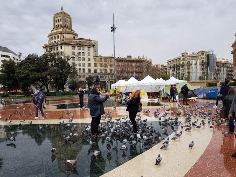 카탈루냐 광장에 모여있는 비둘기 떼 사이에서 서 한 연인 중 남성이 여성을 스마트폰 카메라로 촬영하고 있다.