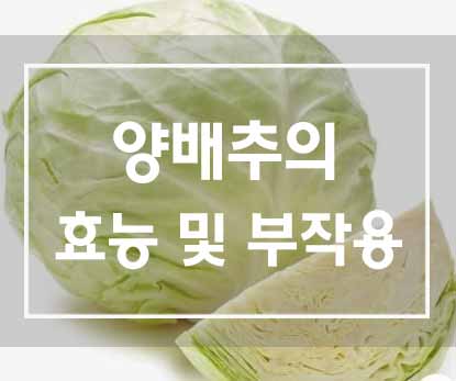  세계 10대 슈퍼푸드 '양배추의 효능 및 부작용'