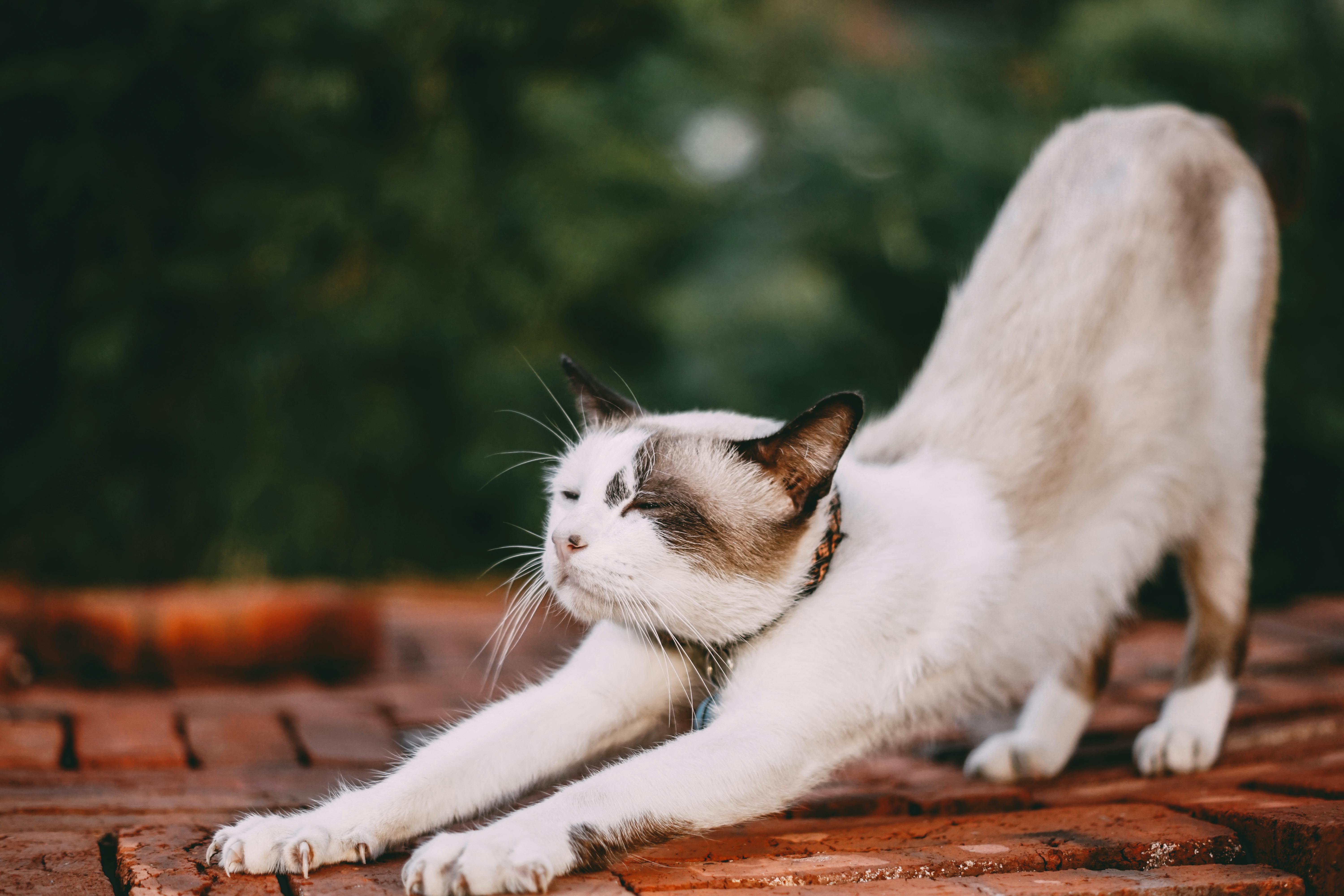 고양이 키우기 긴급상황 고양이 발작의 원인과 치료방법