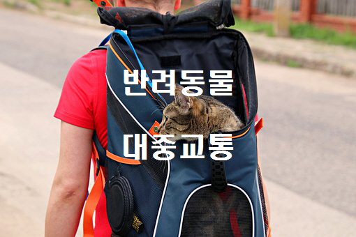  노다지네 잡학다식