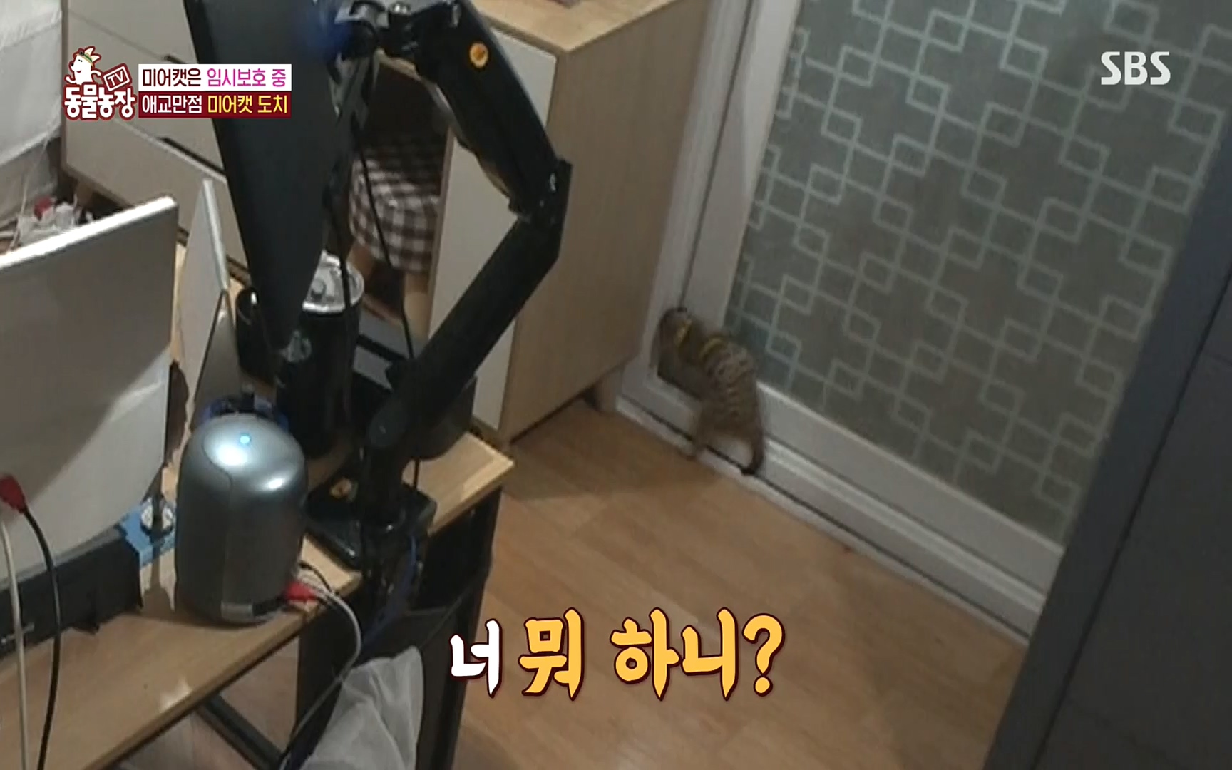 TV 동물농장.E1088.220925p.H264-F1RST.mp4_20220925_174407.848.jpg