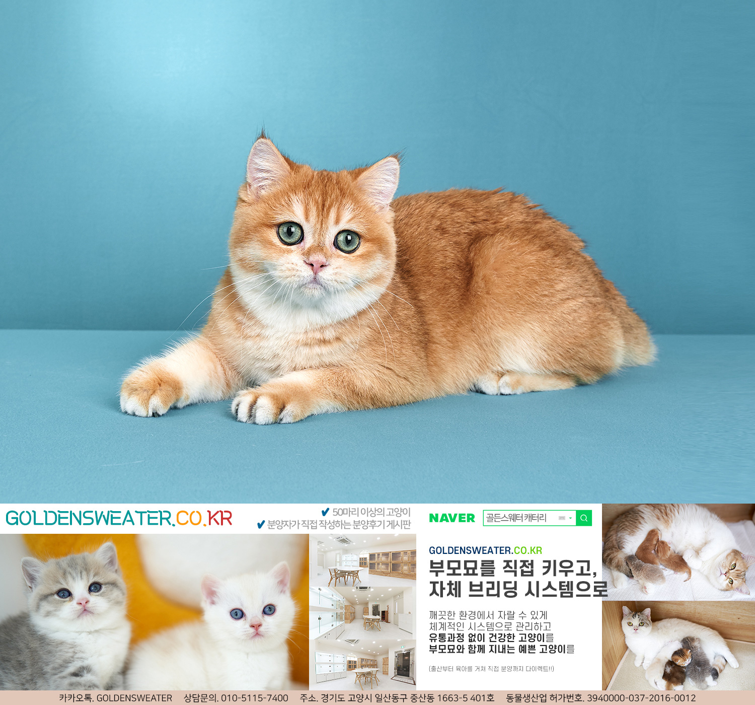 마포고양이분양 등장하는 장면을 계획했습니다