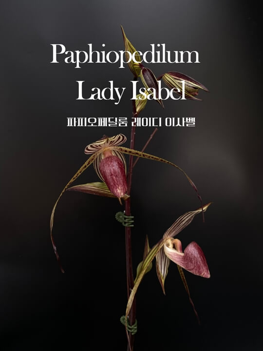 Paphiopedilum Lady Isabel 썸네일