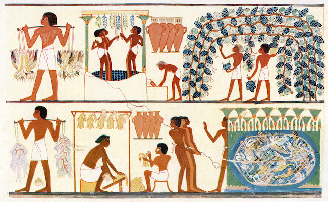 고대 이집트인의 식문화를 그린 벽화입니다. 오른쪽 위에 포도 농사를 짓고 와인을 만드는 모습이 그려져 있습니다.
