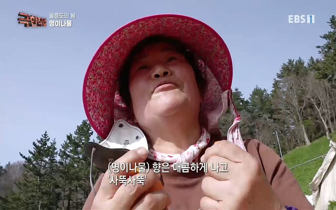 TV - 교육의 중심 EBS울릉도의 봄, 명이나물과 독도새우.mp4_20220525_210905.650.jpg