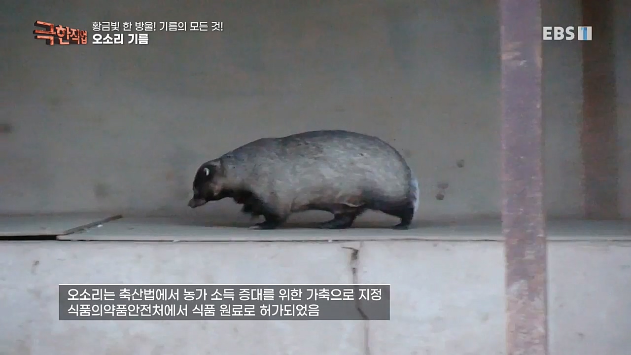 TV - 교육의 중심 EBS황금빛 한 방울! 기름의 모든 것!.mp4_20221031_190621.807.jpg