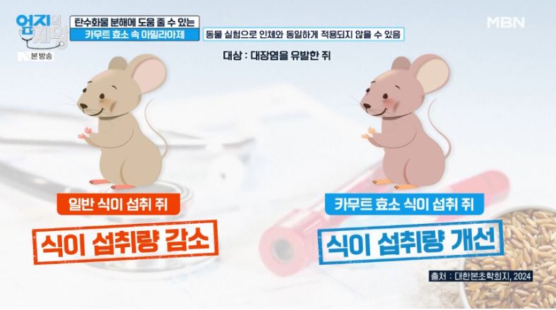 카무트 효소 쥐실험