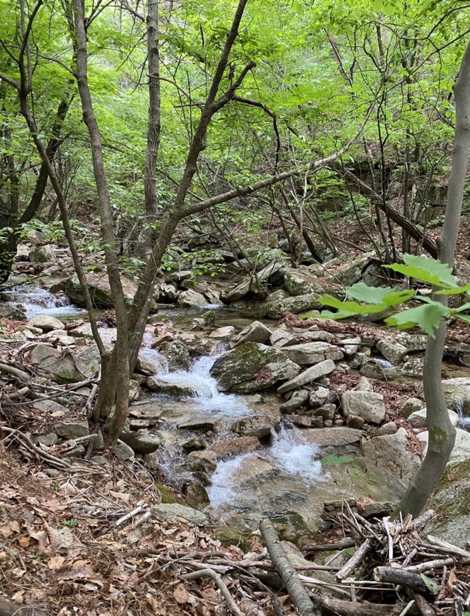 여름산으로 추천하는 괴산 칠보산(778m) 숲속을 거니는 듯 시원해 59