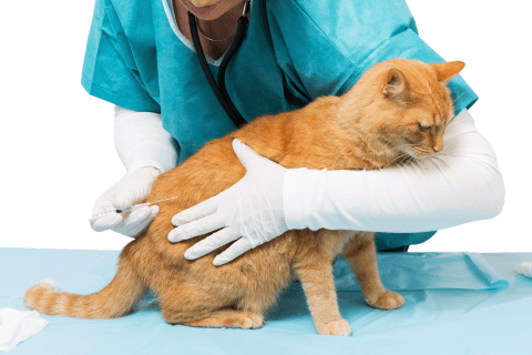 여름철 반려동물 건강관리, 백신 맞는 고양이 사진