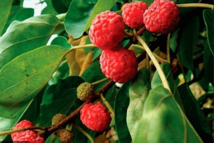 의 열매 구지 효능 뽕 도호동의 잠못이루는