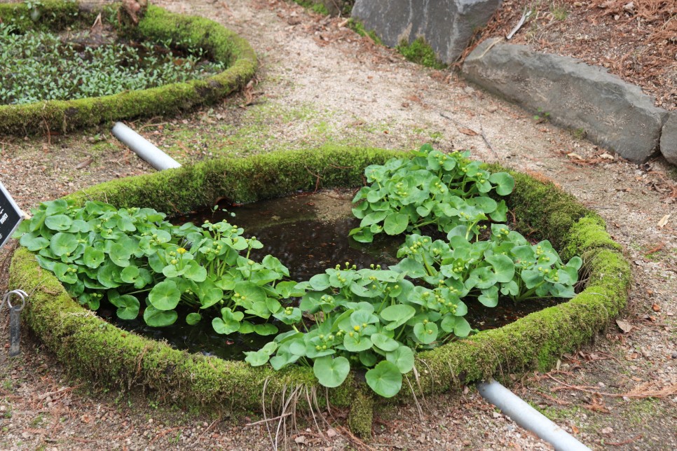 홍릉시험림(홍릉수목원) #페이지 토.일요일서울가볼만한곳 47