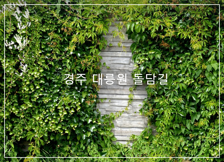경주 대릉원 돌담길 벚꽃 산책