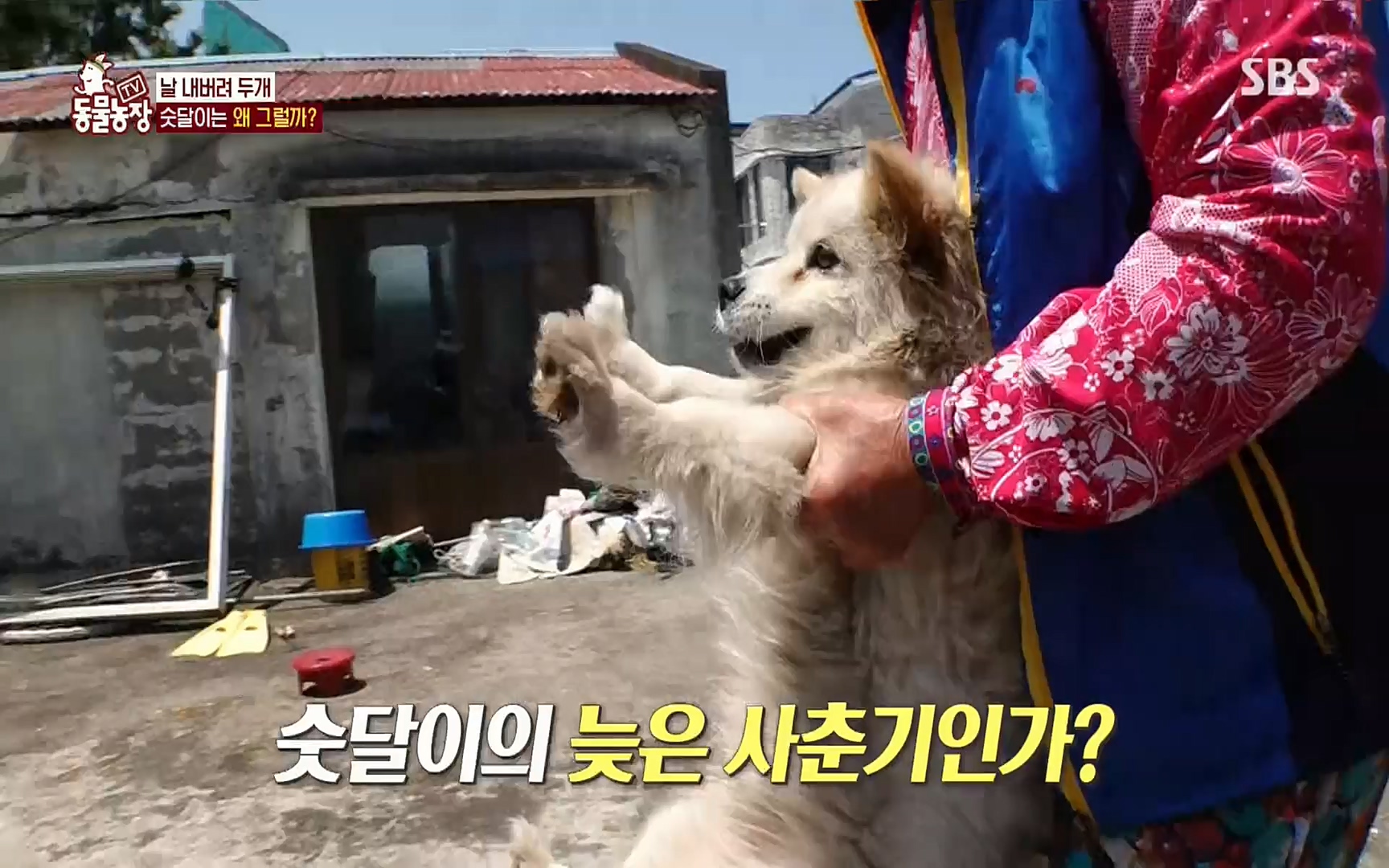 TV 동물농장.E1073.220612p.H264-F1RST.mp4_20220612_181405.651.jpg