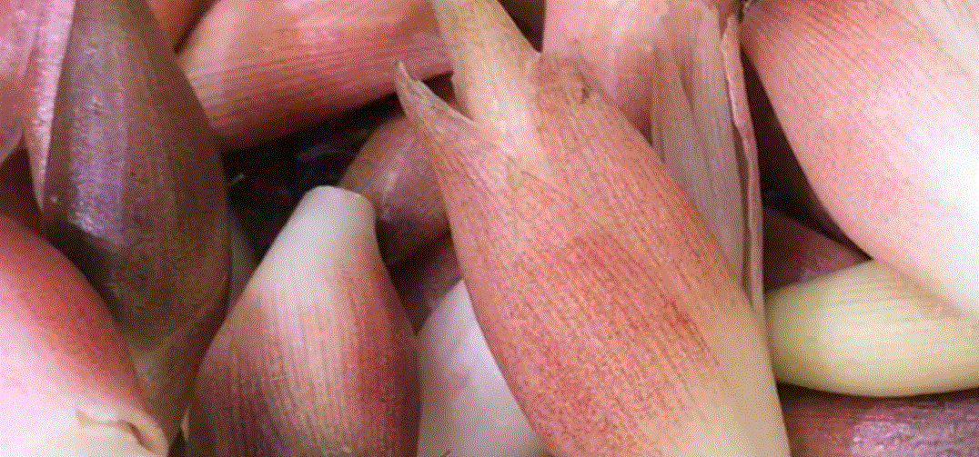  양하 효능, 부작용