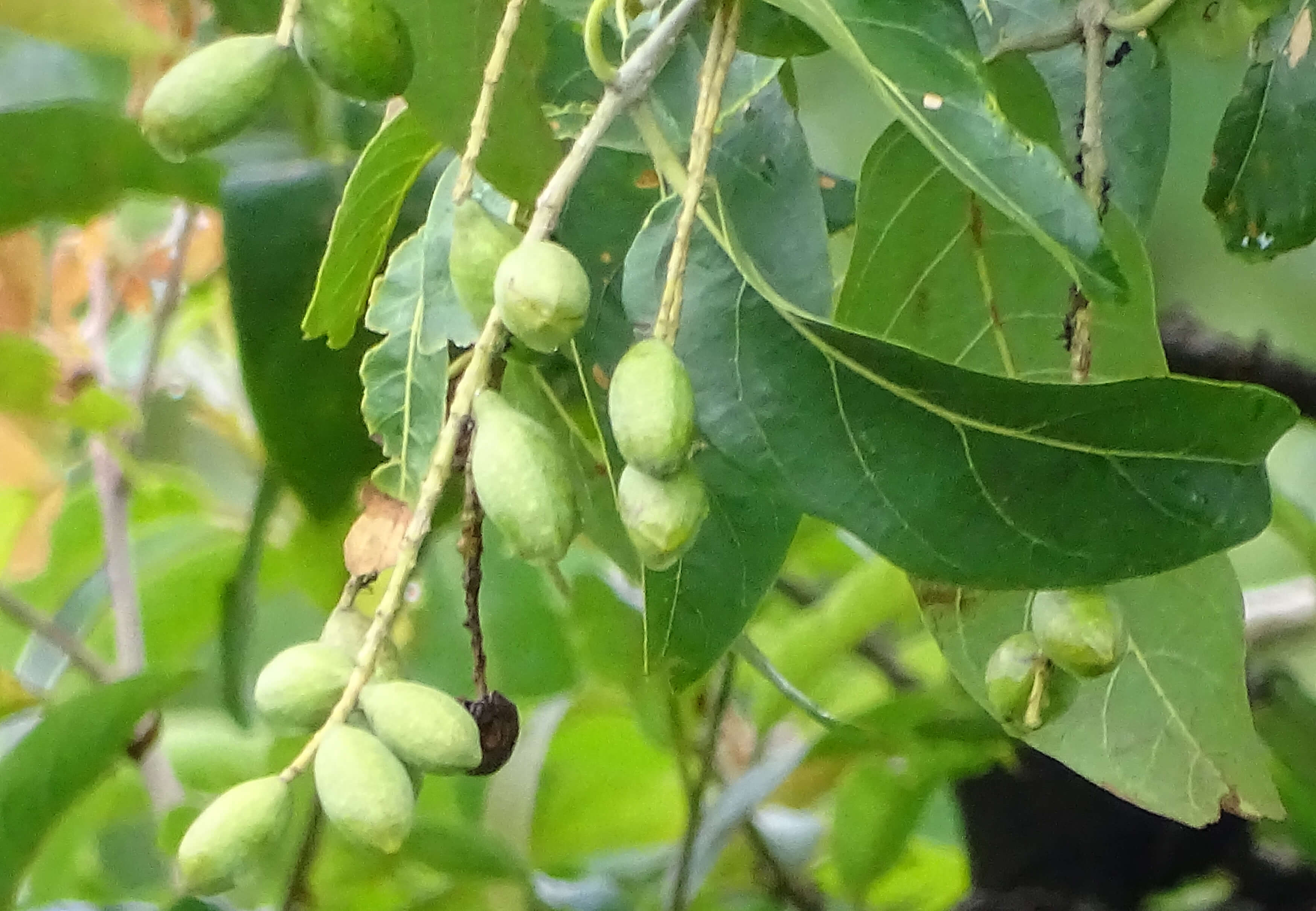 가자나무 열매