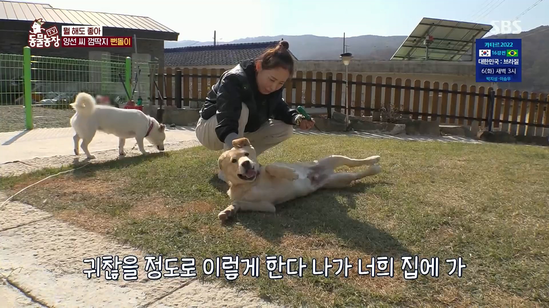 TV 동물농장.E1098.221204p.H264-F1RST.mp4_20221204_175401.603.jpg