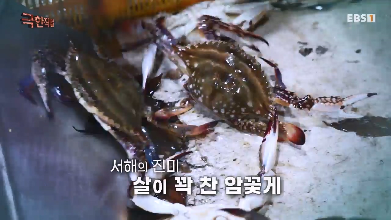 TV - 전 국민의 평생학교 EBS초겨울 바다 진미! 동해 방어, 서해 꽃게.mp4_20231228_204334.587.jpg