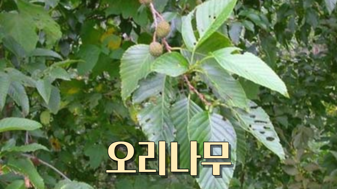  오리나무