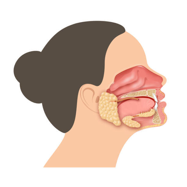 침샘비대증&amp;#44; 턱살이 많다면? 침샘보톡스 치료를 많이 진행하고 있습니다. 여자라면 한번쯤 사각보톡스 이름을 들어봤을 텐데요. 주기적으로 사각 보톡스를 맞는 사람들이 늘어나고 있습니다. 그렇다면 침샘비대증은 무엇이며 원인과 치료방법은 무엇인지 참고하시기 바랍니다.