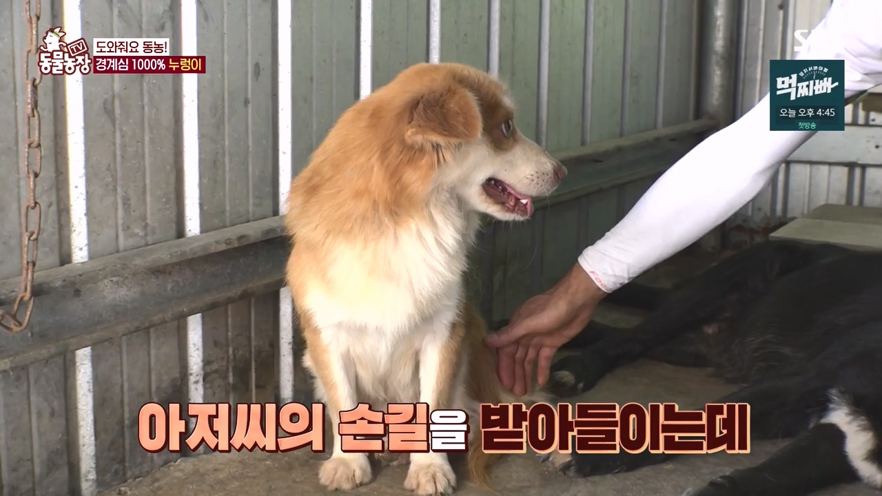 TV 동물농장.E1140.231009p-NEXT.mp4_20231008_174824.826.jpg
