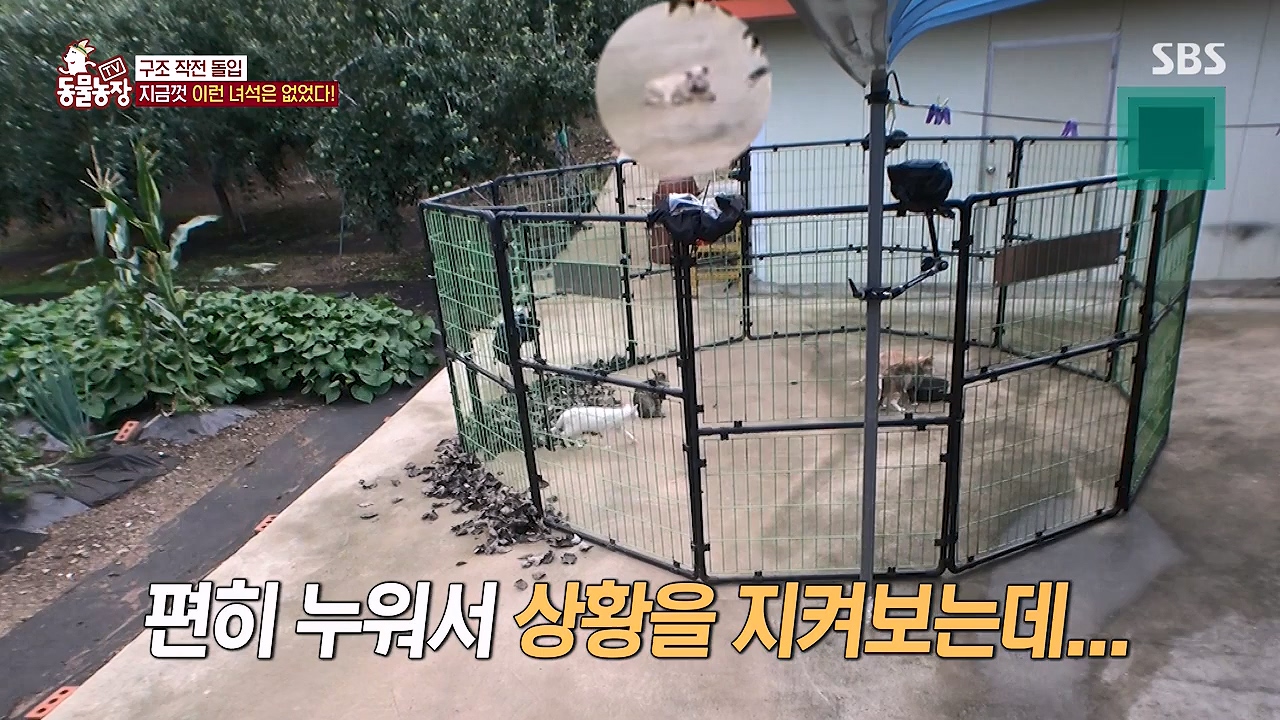 TV 동물농장.E1138.230918p-NEXT.mp4_20230917_174252.163.jpg