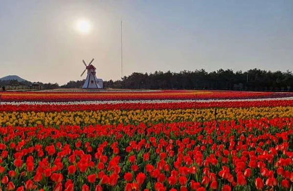 신안튤립공원