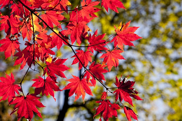 10월 3일 탄생화 단풍나무(Maple)