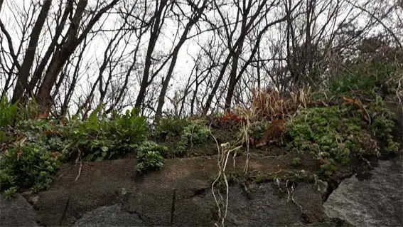산기슭-돌나물