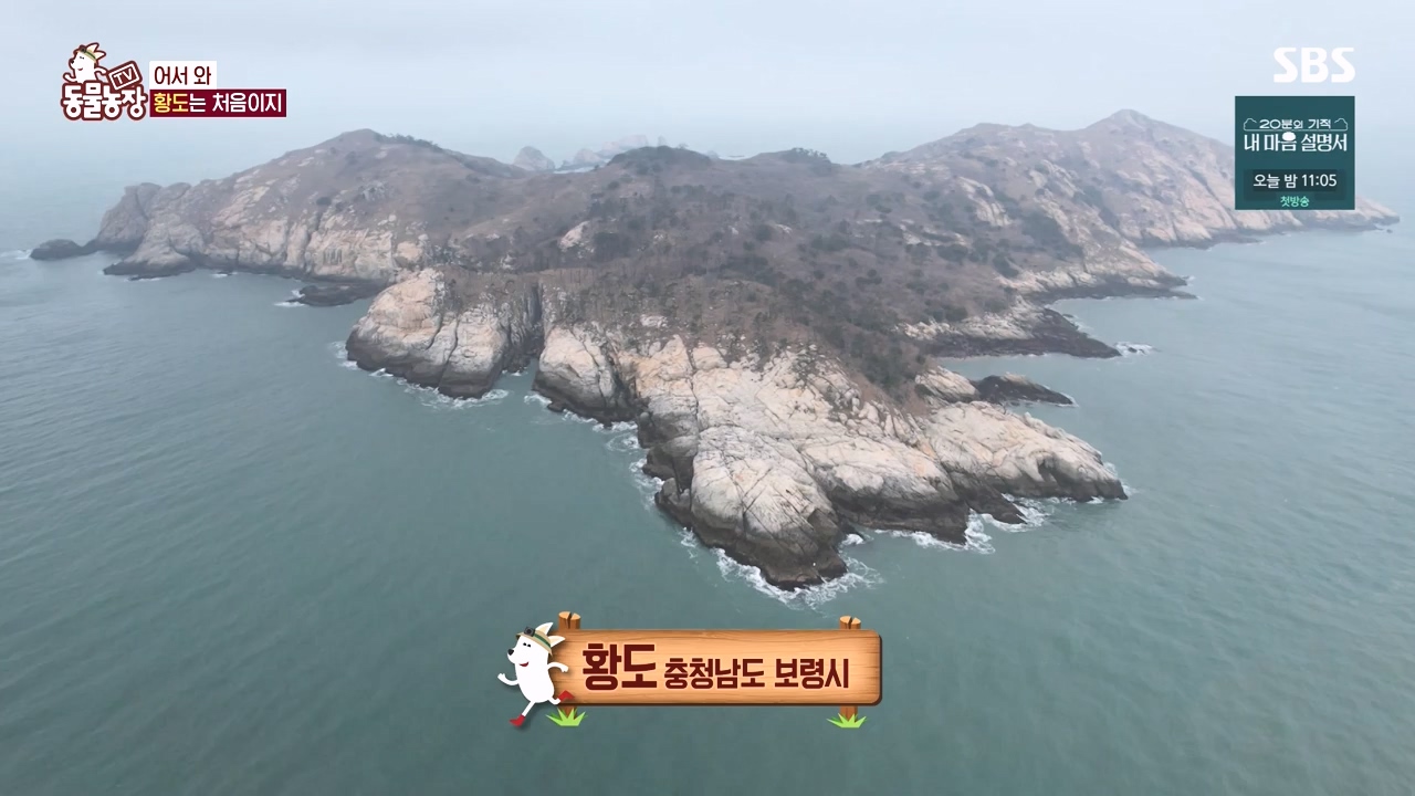 TV 동물농장.E1171.240513p-NEXT.mp4_20240512_163330.216.jpg