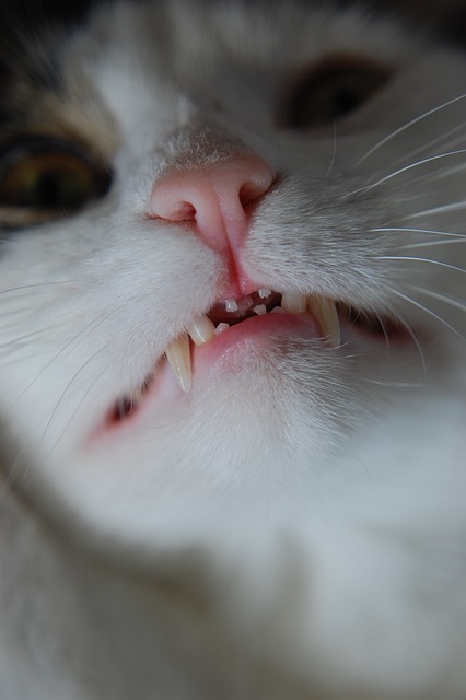 고양이 치아