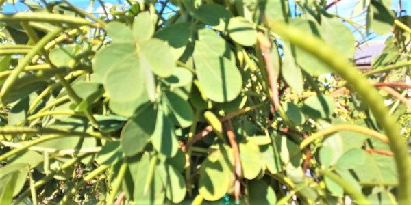 칼세도니 차의 효과