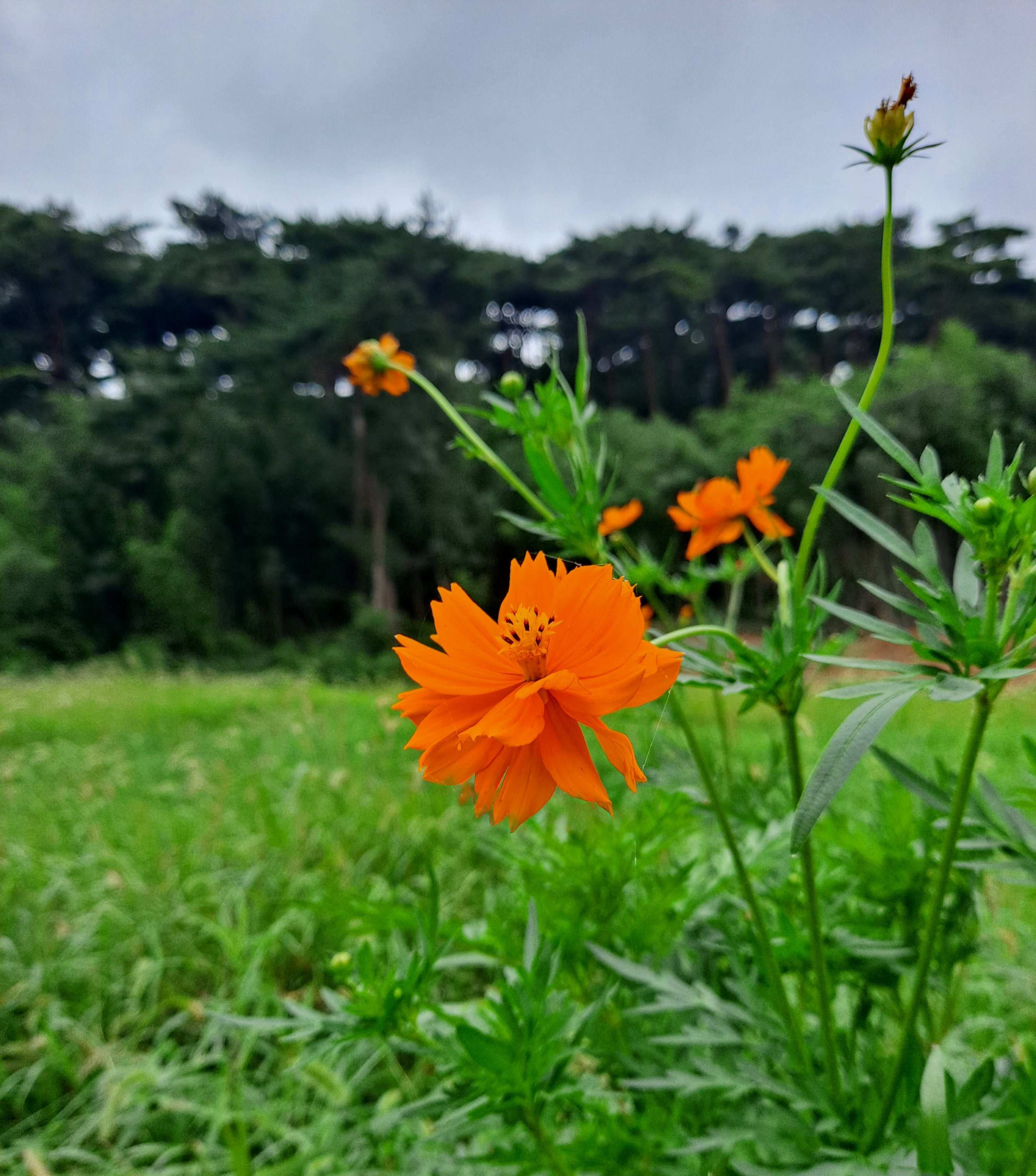 안면도자연휴양림 주황꽃