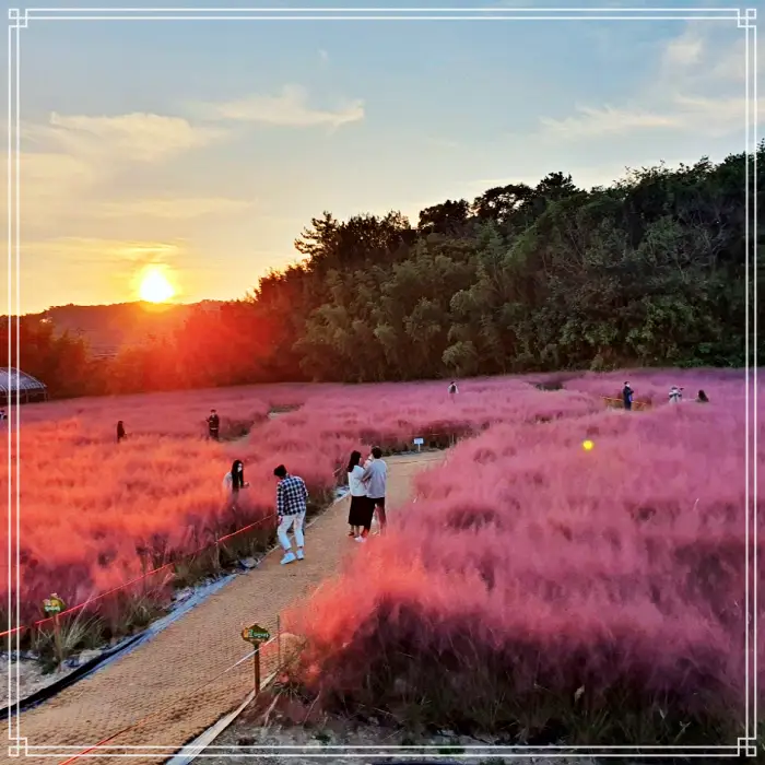 생방송 오늘저녁 대한민국 보물정원&#44; 핑크빛 가을 정원 소개 방송