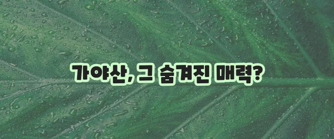 가야산 등산 코스 완벽 정복 어때요?