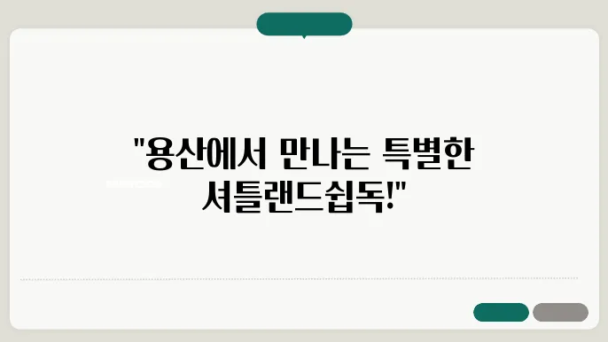 셔틀랜드쉽독분양 특별한 만남 용산셔틀랜드쉽독분양