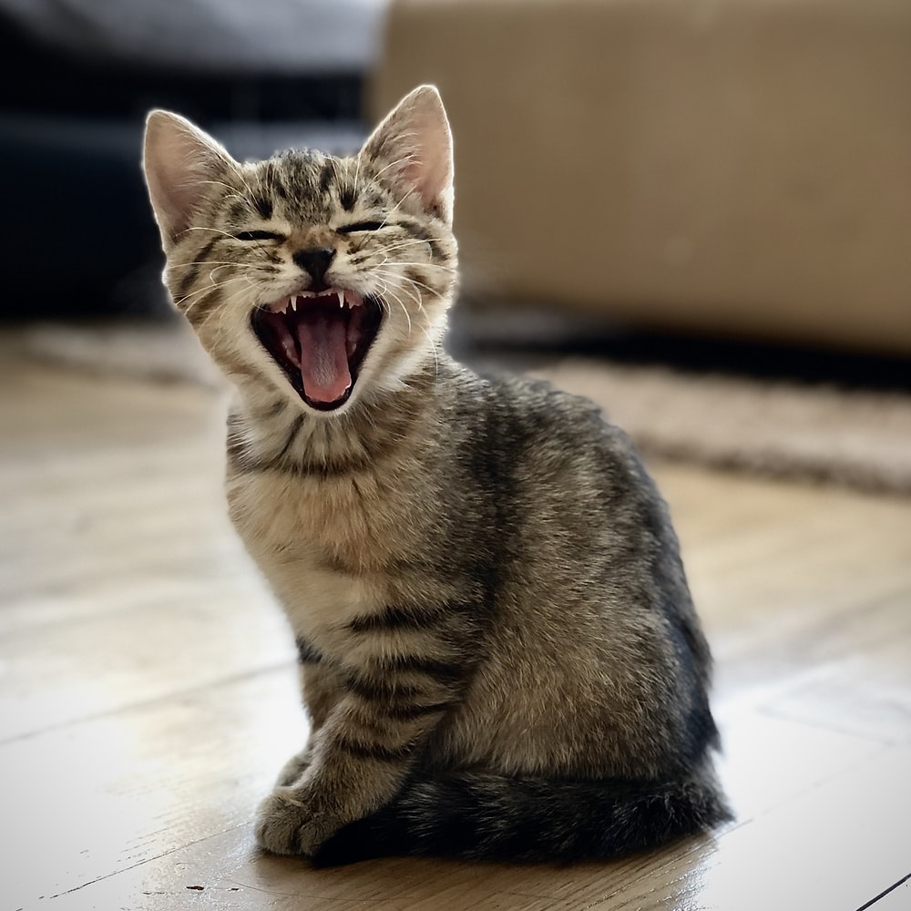 고양이 꿈해몽 태몽 34가지