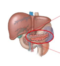 췌장 위치 사진