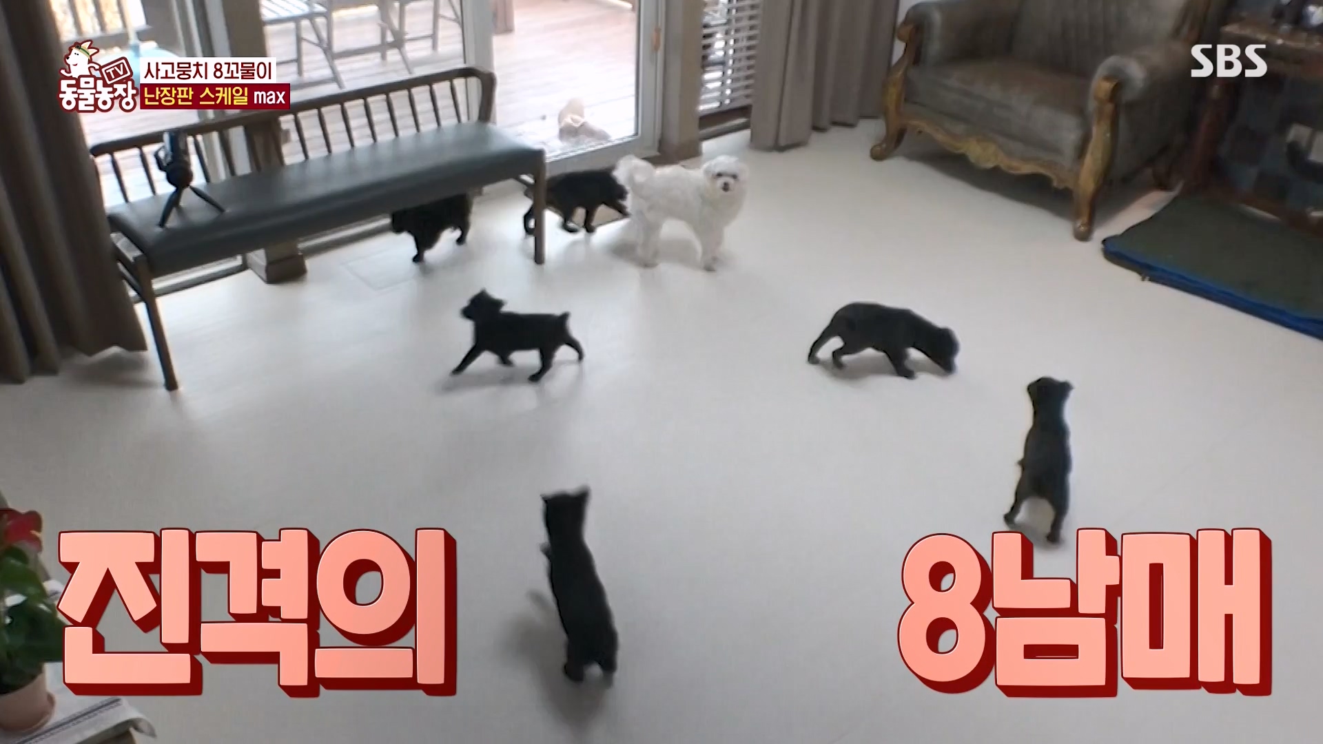 TV 동물농장.E1164.240324p-NEXT.mp4_20240324_172335.433.jpg