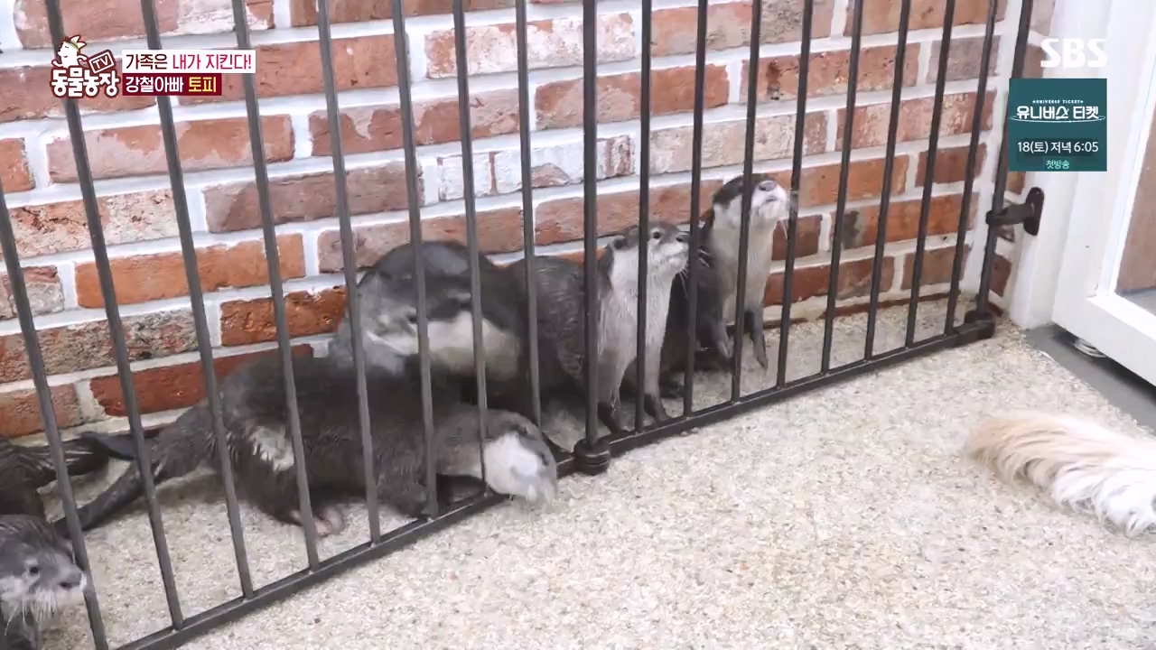 TV 동물농장.E1145.231113p-NEXT.mp4_20231112_173442.210.jpg