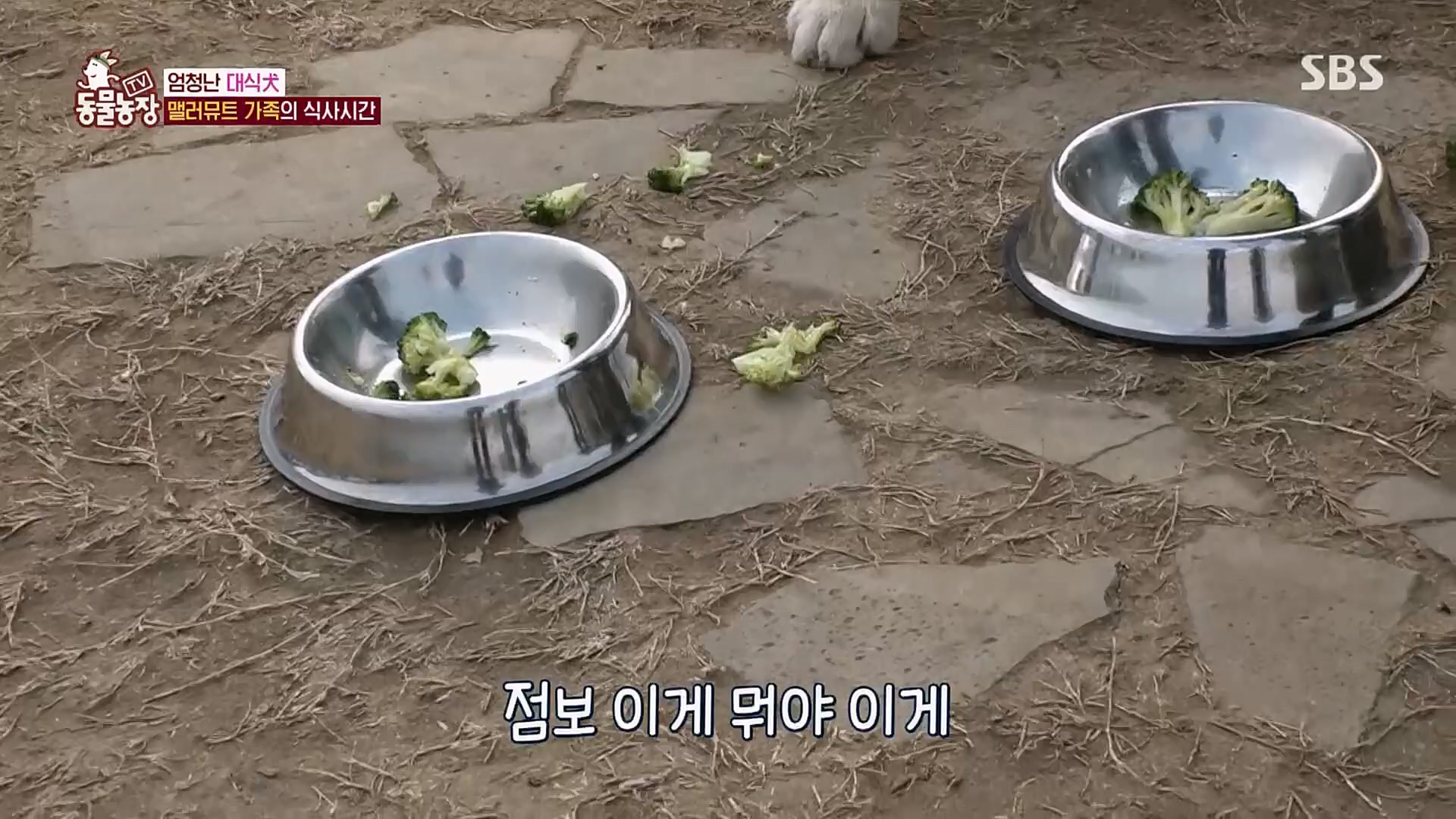 TV 동물농장.E1107.230205p.H264-F1RST.mp4_20230205_173956.838.jpg