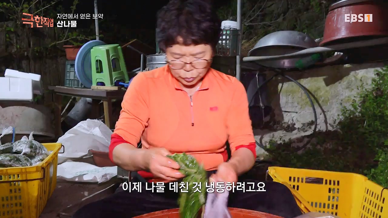 TV - 전 국민의 평생학교 EBS자연에서 얻은 보약, 상황버섯과 산나물, 쌍화차.mp4_20240615_172249.143.jpg